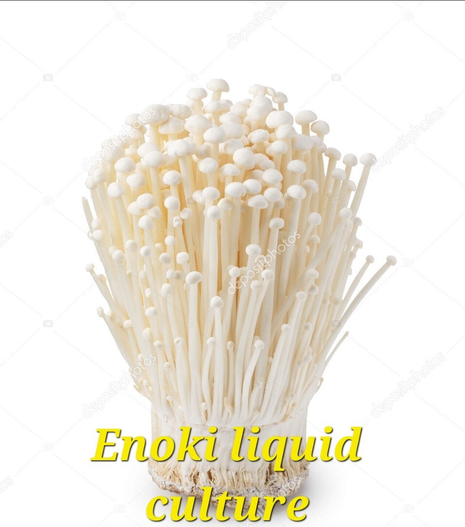 2 For One Enoki Mushroom 10cc Liquid Culture Syringes gallery