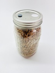 Mushroom Grain Jar