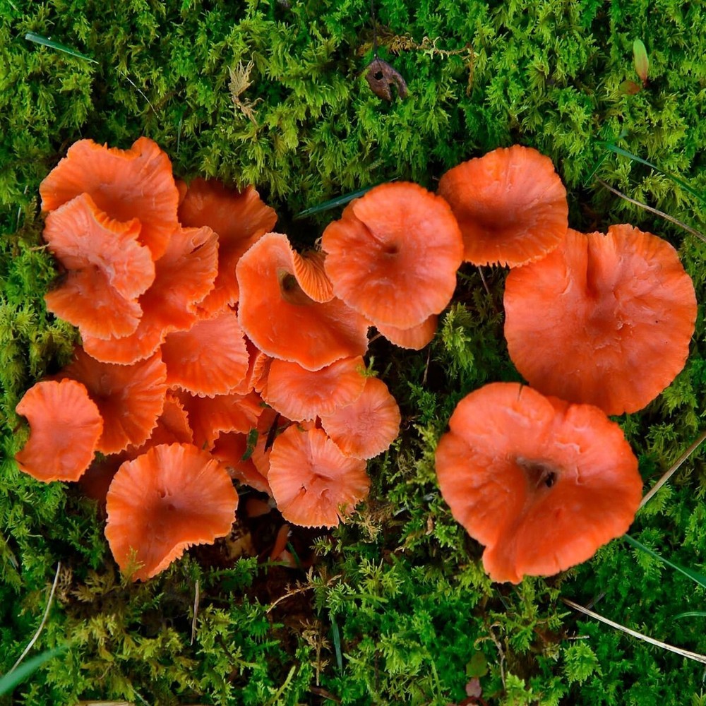 Red Chanterelles (Cantharellus cinnabarinus) Liquid Culture