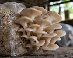 Pearl Oyster (Pleurotus Ostreatus) Liquid Culture Syringe