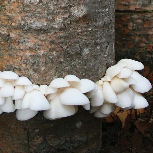 Branched Oyster Mushroom Liquid Fungi Live Culture Syringe 10ml gallery