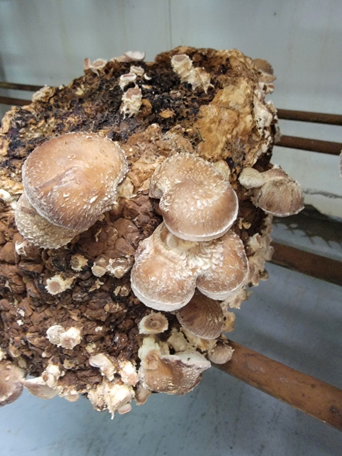Shiitake Lentinus edodes '3782' Liquid Culture Syringe 10+ ml Wide Range Strain gallery