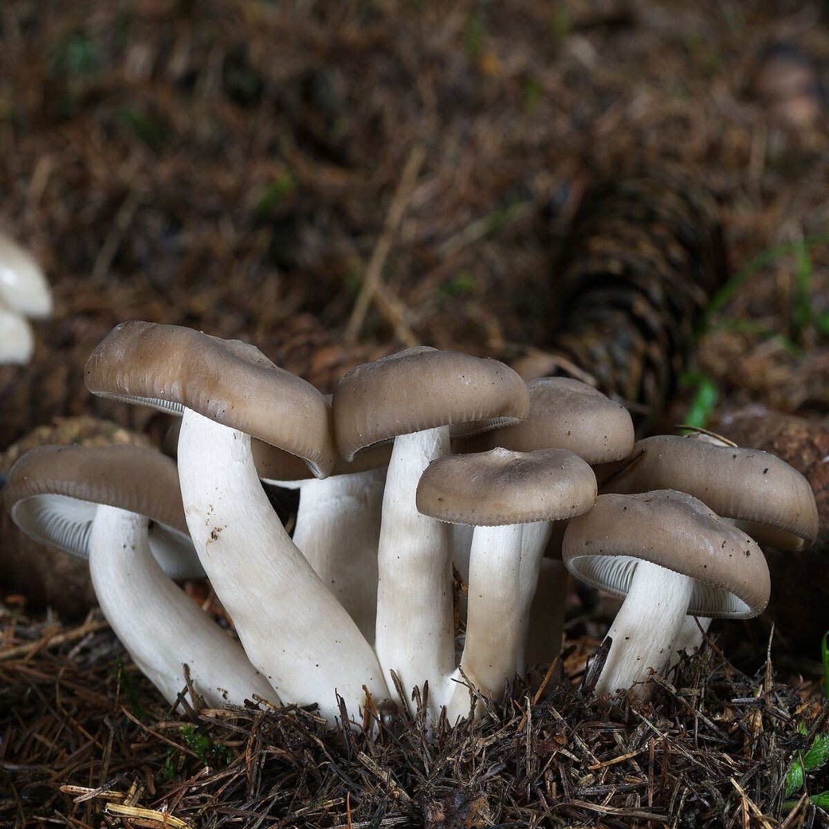 Fried Chicken Mushroom (Lyophyllum decastes) Liquid Culture gallery