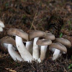 Fried Chicken Mushroom (Lyophyllum decastes) Liquid Culture