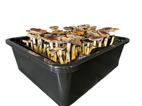 Premium 5-Grain Mushroom Spawn Bags | Sterilized Grain Bags | Injection Ports gallery