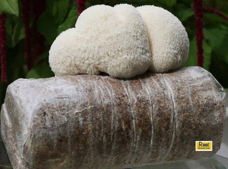 Organic Edible Lions Mane Mushroom Spray & Grow Kit, Indoor, Beginner Friendly gallery
