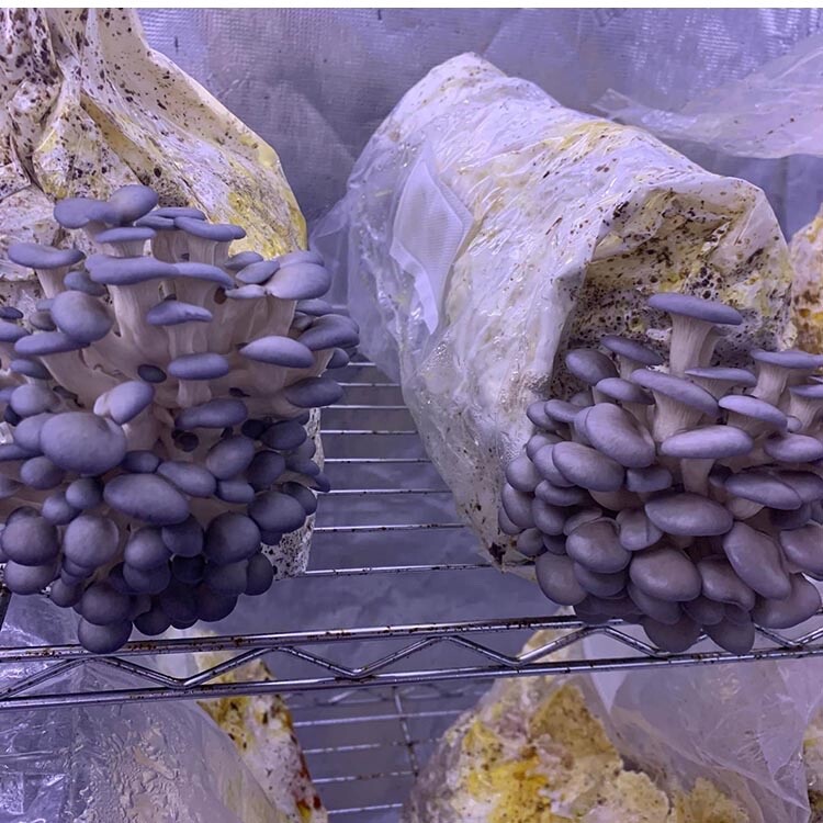 Mushroom Grow Bags Injection Port Substrate Mycelium Seeds .2 Filter 4"x3.5"x19" gallery