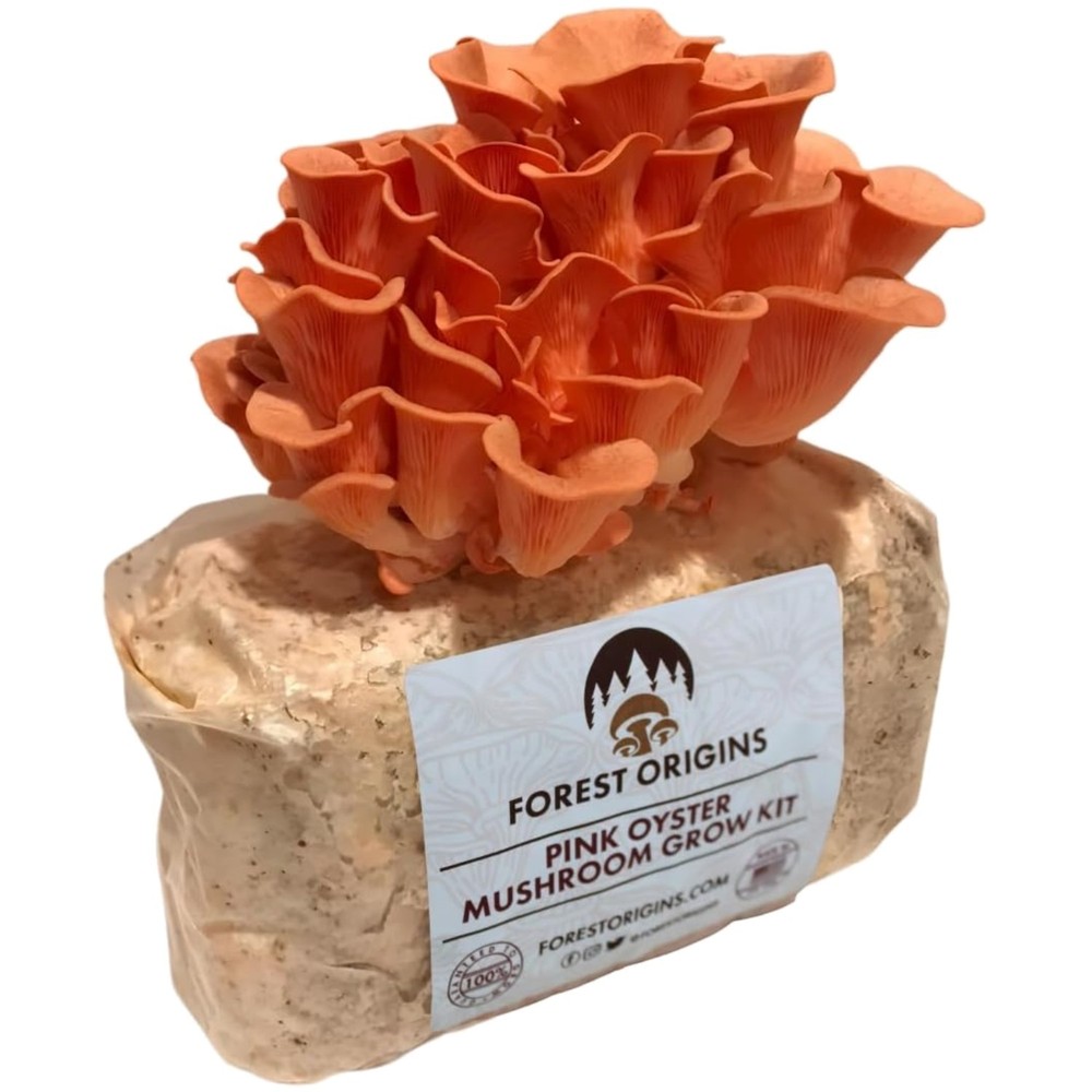 Grow Delicious Pink Oyster Mushrooms at Home - Unique Gift Idea for Foodies