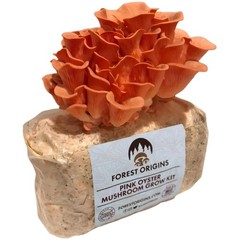 Grow Delicious Pink Oyster Mushrooms at Home – Unique Gift Idea for Foodies