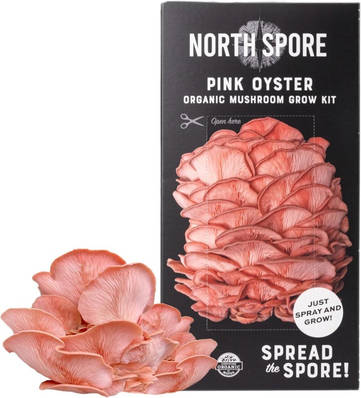 Beginner-Friendly Pink Oyster Mushroom Grow Kit - Just Spray & Watch Them Grow! gallery