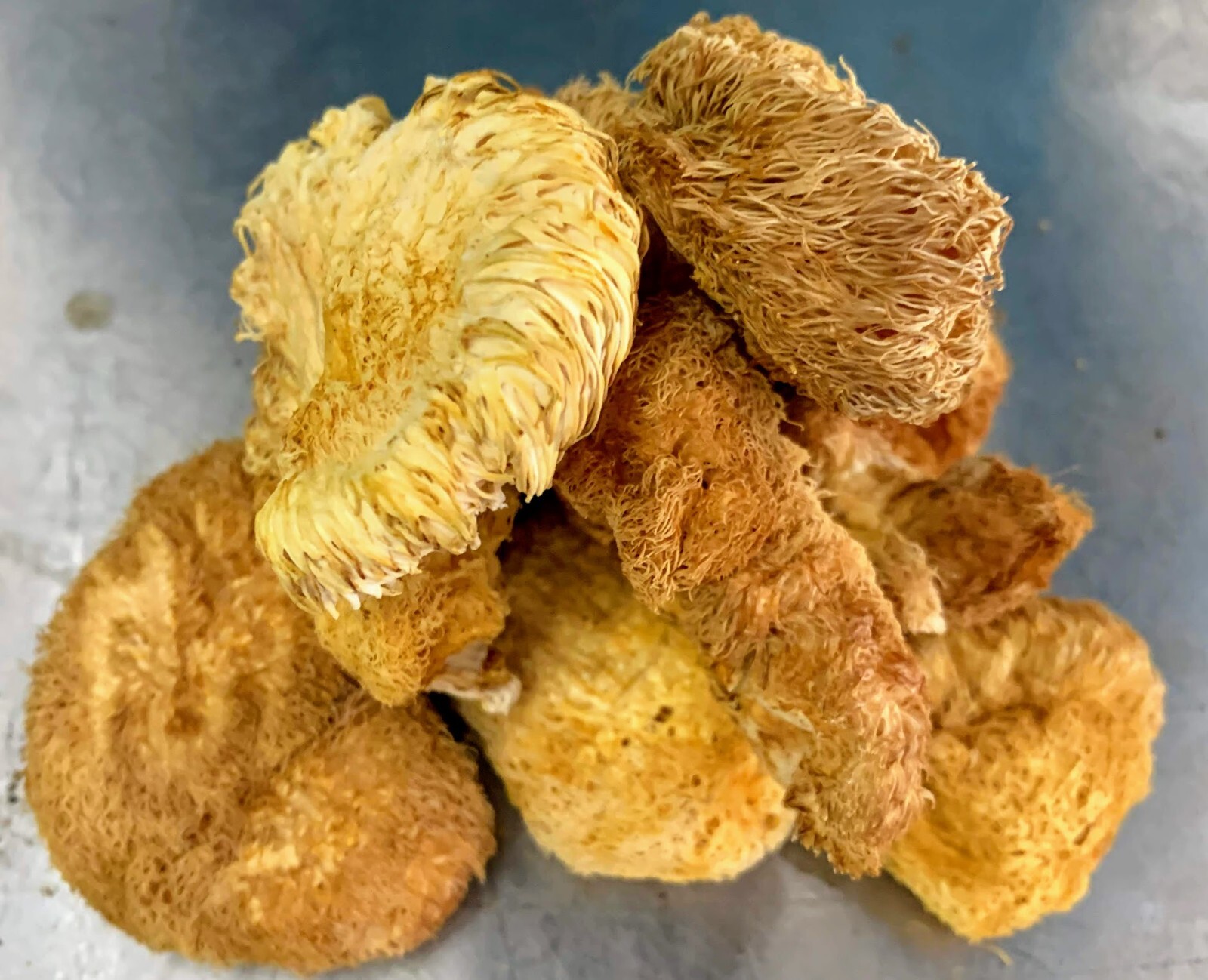 4oz Lions Mane Mushroom - Bulk - Dry - Fruiting Bodies - 4oz  gallery