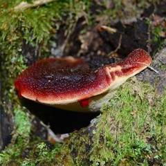 Beefsteak Fungus (Fistulina hepatica) Liquid Culture