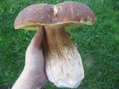 Seeds Porcini Mushroom Boletus White Mycelium Spawn Spores Organic Ukraine