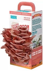 Back To The Roots Organic Pink Oyster Mushroom Grow Kit Harvest Gourmet Fungi