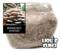 Branched Oyster Mushroom Grain Spawn (1 pound)
