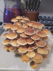 Chestnut Mushroom (Pholiota adiposa) 3mL Liquid Culture
