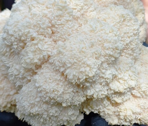 Lions Mane (Yeti ) Commercial Strain 10ml I Premium Culture gallery