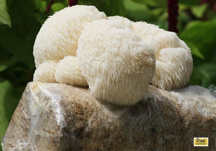 Organic Edible Lions Mane Mushroom Spray & Grow Kit, Indoor, Beginner Friendly gallery