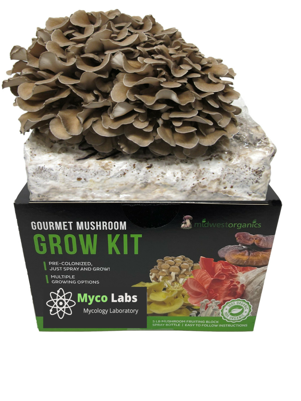 Maitake (Hen of the Woods) Indoor Mushroom Grow Kit Ready to Grow! 5 Pound gallery