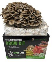 Maitake (Hen of the Woods) Indoor Mushroom Grow Kit Ready to Grow! 5 Pound