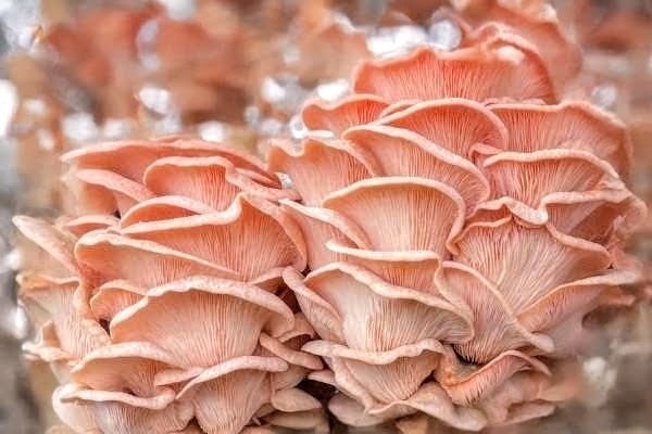 Pink (Flamingo) Oyster Mushroom Liquid Fungi Culture 10ml. gallery