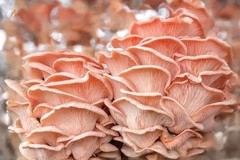 Pink (Flamingo) Oyster Mushroom Liquid Fungi Culture 10ml.
