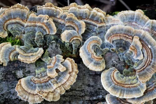 Organic Turkey Tail Mushroom Powder - Polyporus Vesicolor Yun Zhi - 50g gallery