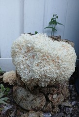 22LBS-Hericium coralloides-Sawdust Spawn