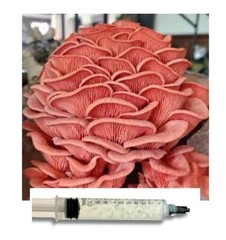 10ml Bay Hydro Pink Oyster Mushroom Mycelium Liquid Culture