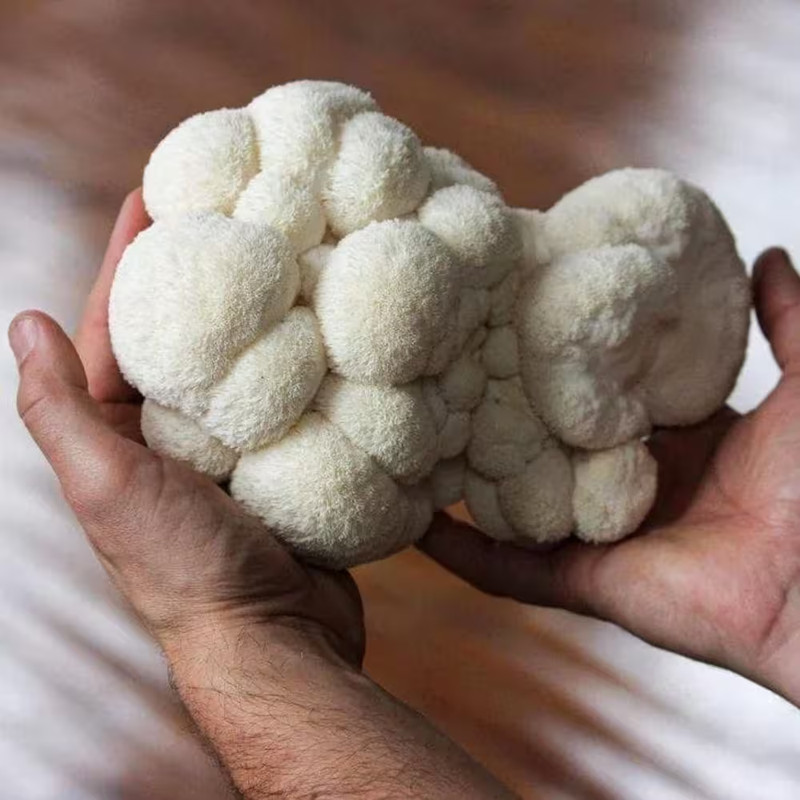 Organic Lion'S Mane Mushroom Spray and Grow gallery