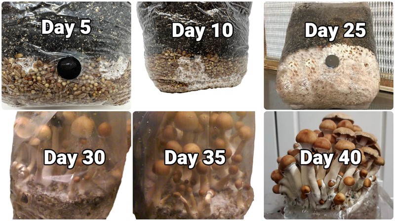 Maitake (Hen of the Woods) Indoor Mushroom Grow Kit Ready to Grow! 5 Pound gallery
