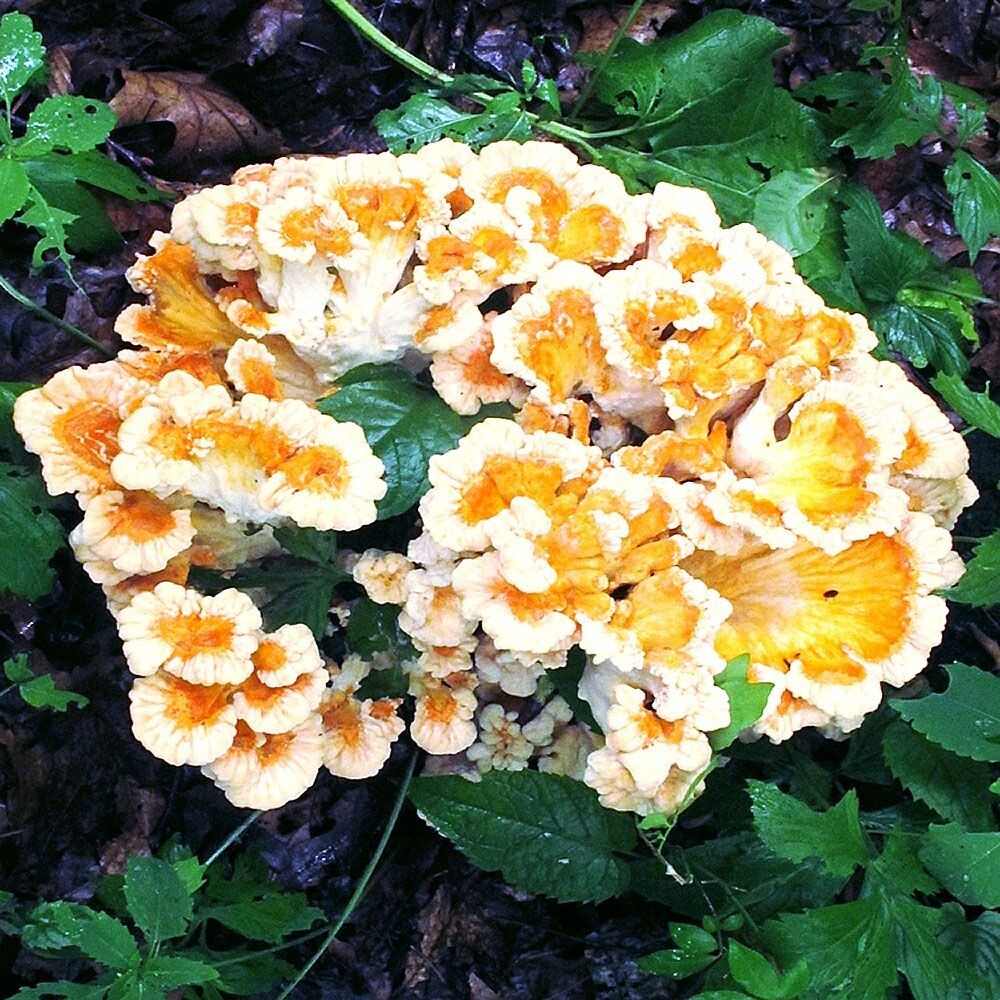Chicken of the Woods (Laetiporus zonatus) Liquid Culture gallery