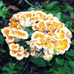 Chicken of the Woods (Laetiporus zonatus) Liquid Culture