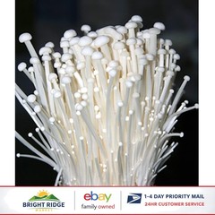 CLEAN White Enoki Mycelium Liquid Culture, Ideal for Substrate Inoculation