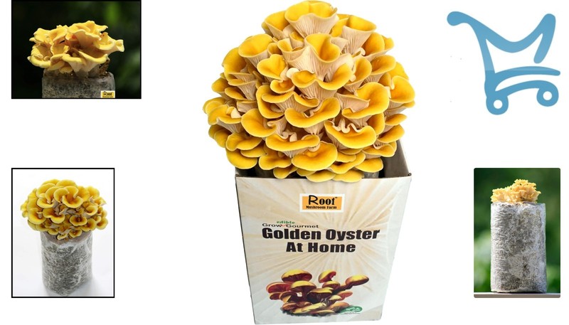 Golden Oyster Mushroom Grow Kit Organic Indoor Drought Tolerant Round gallery