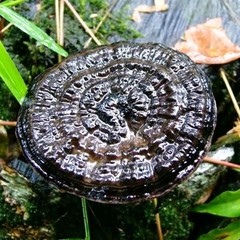 Ganoderma sinense Liquid Culture