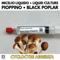 Poplar Liquid Culture 10ml Mycelium Live Gourmet Mushrooms