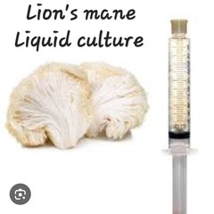 2 For 1, Lions Mane 10cc Liquid Culture