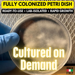 Mycelium Living Petri Plate • 100% Colonized • Ready in 14 Days