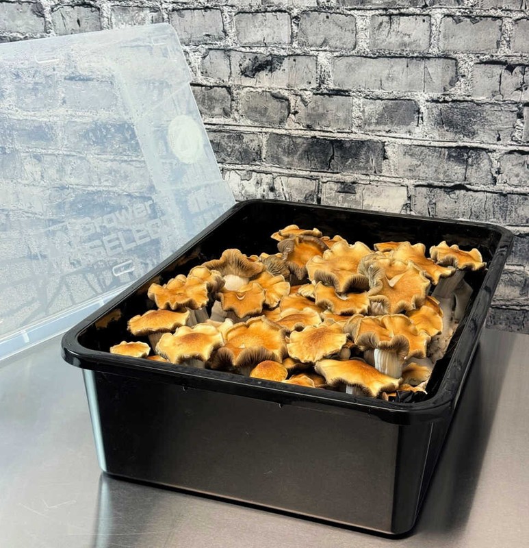 Premium 5-Grain Mushroom Spawn Bags | Sterilized Grain Bags | Injection Ports gallery