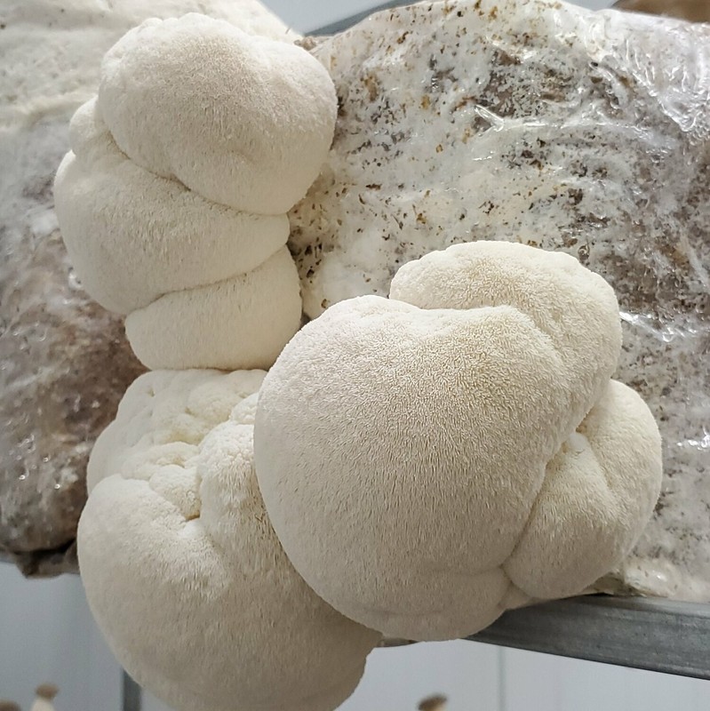 Lion's Mane Mushroom Grow Kit Ready to Grow! 6 Pound Block gallery