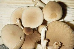 Black Poplar Mushroom (Agrocybe aegerita) Liquid Culture