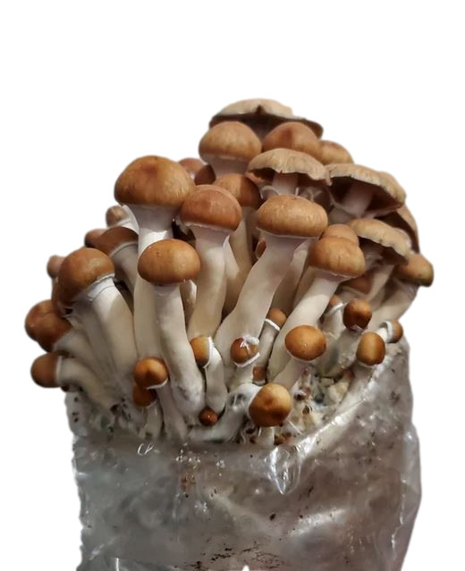 Maitake (Hen of the Woods) Indoor Mushroom Grow Kit Ready to Grow! 5 Pound gallery
