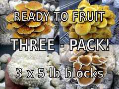 THREE Blocks Your Choice Mushroom Kit Multi-Pack!