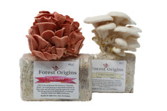 Pink and White Oyster Mushroom Growing Farm – Edible Oyster Mushroom Growing Kit