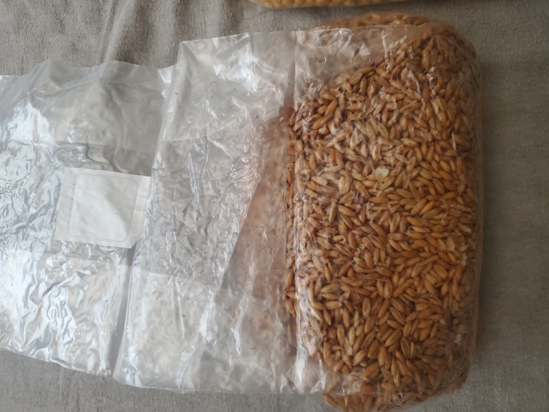Sterilized Oat Grain Spawn with gypsum, 3lb Bag for Mushroom Cultivation gallery