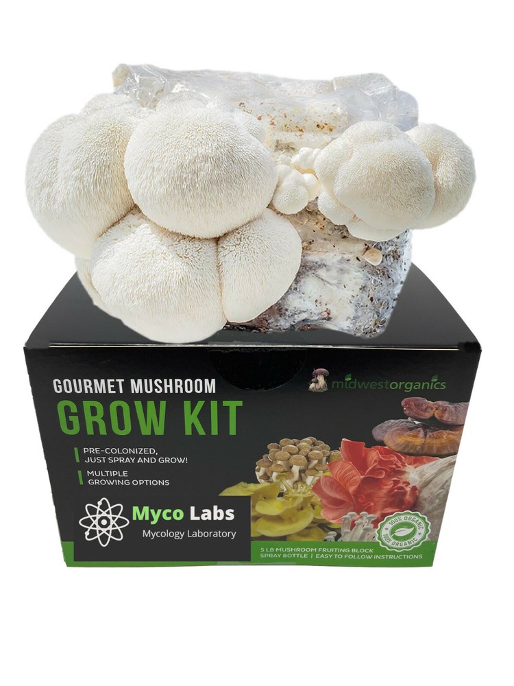 Lion's Mane Mushroom Grow Kit Ready to Grow! 6 Pound Block