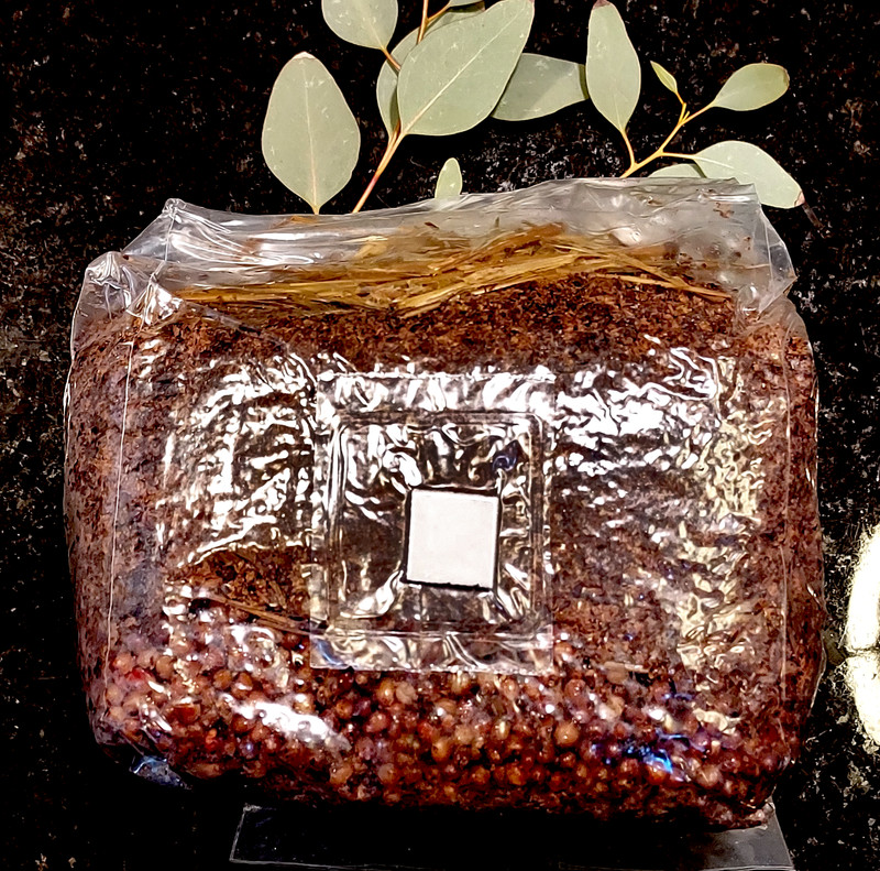 4lb All in One Mushroom Cultivation Bag, Great for Lion's Mane gallery