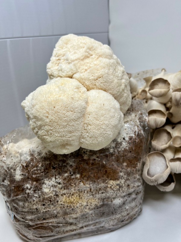 Lion's Mane Mushroom Grow Kit Ready to Grow! 6 Pound Block gallery