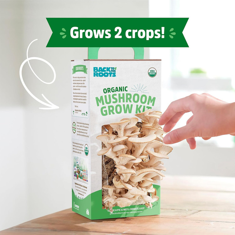 Organic Oyster Mushroom Grow Kit, Harvest Gourmet Mushrooms in 10 Days gallery